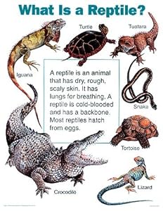What is a Reptile?