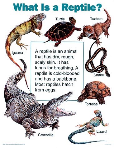What is a Reptile? by Carson-Dellosa Publishing