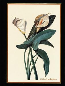 Calla Lily: Botanical/Blank Book