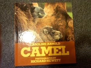 Camel
