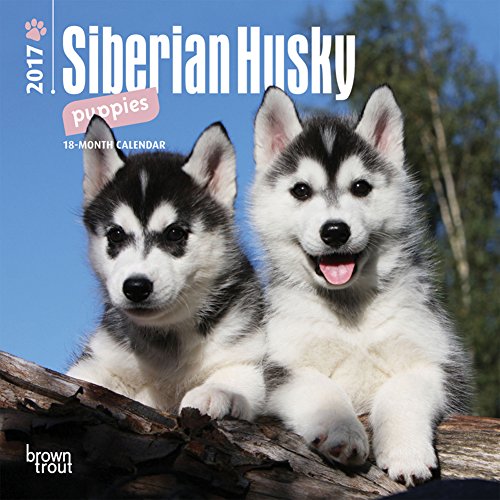 Siberian Husky Puppies - 2017 Mini Calendar 7 x 7in