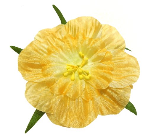 Algopix Similar Product 4 - Cuteque International 6Pack Apricot