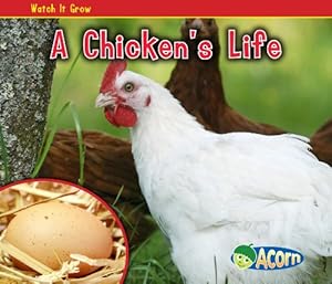 A Chicken's Life