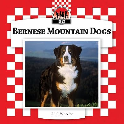 Bernese Mountain Dogs