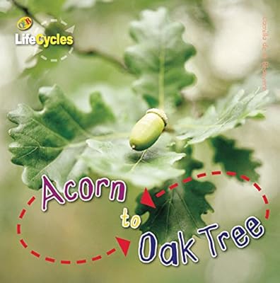 Acorn to Oak Tree