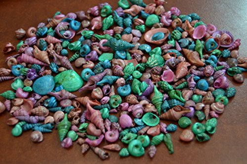 1200+ Pcs Assort Baby Mixed Dyed Multi-Colored Sea Shell Beach Decor Craft 1/2 lb