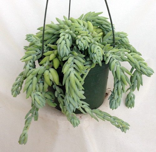 Succulent Plants - Burros Tail