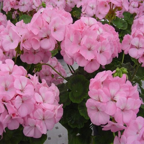 Tropical Plants - Zonal Geraniums, Appleblossom