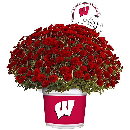 Algopix Similar Product 15 - Sporticulture Wisconsin Badgers Color