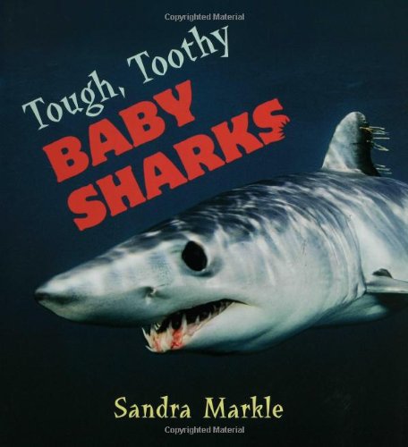 Tough, Toothy Baby Sharks by Sandra Markle
