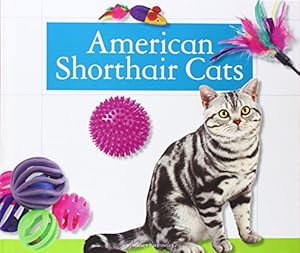 American Shorthair Cats