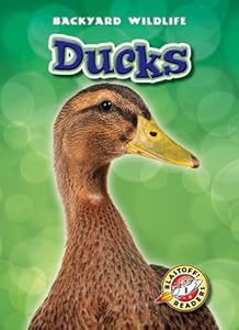 Ducks