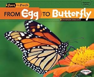 From Egg to Butterfly by Shannon Zemlicka
