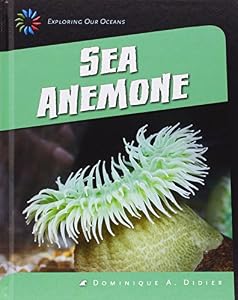 Sea Anemone