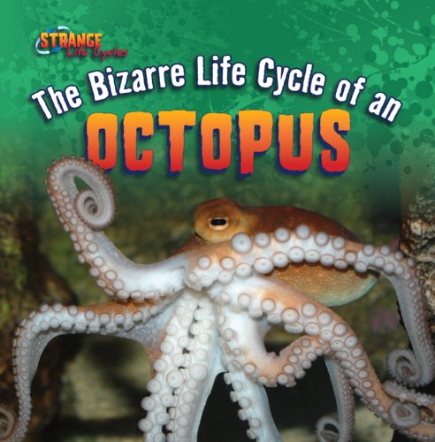 The Bizarre Life Cycle of an Octopus by Therese Shea