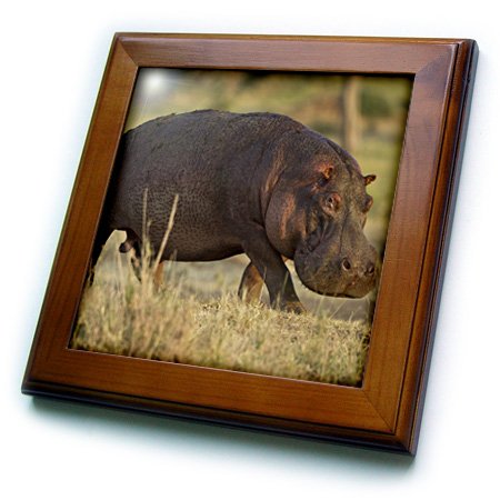 

Danita Delimont - Hippos - Tanzania, Serengeti, Moru Kopjes, Hippos - AF45 JMC0030 - Joe and Mary Ann McDonald - Framed Tiles