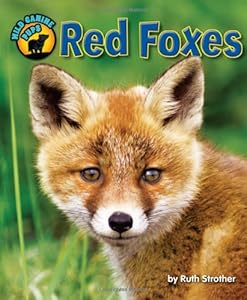 Red Foxes