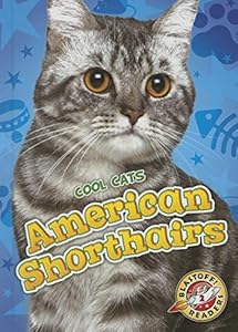 American Shorthairs