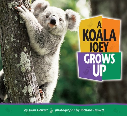 A Koala Joey Grows Up (Baby Animals)