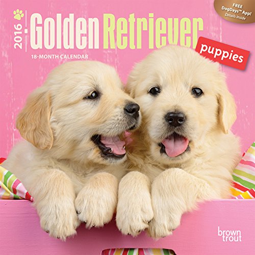 Golden Retriever Puppies - 2016 Mini Wall Calendar 7 x 7in