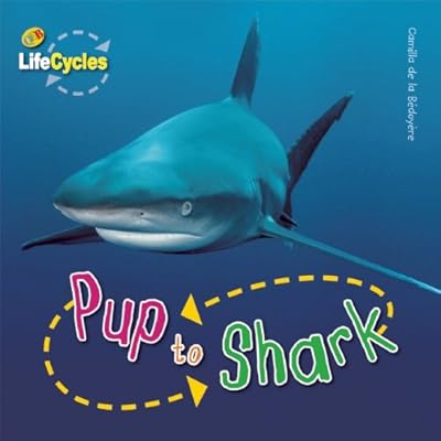 Pup to Shark