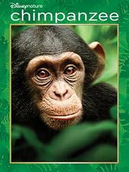 Chimpanzee