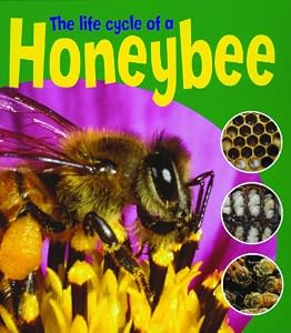 The Life Cycle of a Honeybee (Learning About Life Cycles)