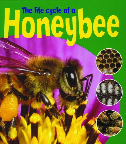 The Life Cycle of a Honeybee (Learning About Life Cycles) by Ruth Thomson