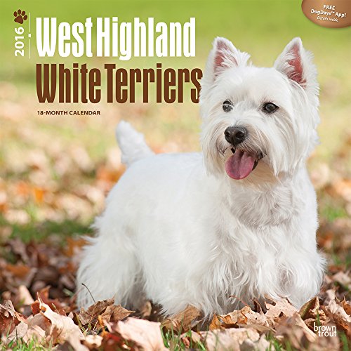 West Highland White Terriers 2016 Wall Calendar