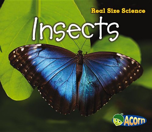 Insects: Real Size Science by Rebecca Rissman