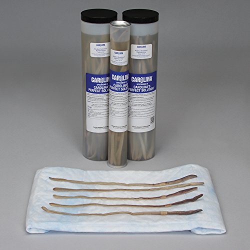 Perfect Solution Preserved Earthworms, Tube of 10