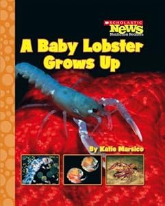 A Baby Lobster Grows Up (Scholastic News Nonfiction Readers: Life Cycles)