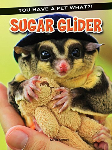 Sugar Glider by Karen Kenney