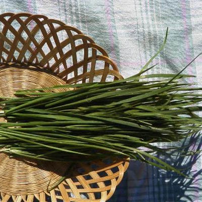 Algopix Similar Product 15 - Chives Garlic Seeds  Herb Seeds