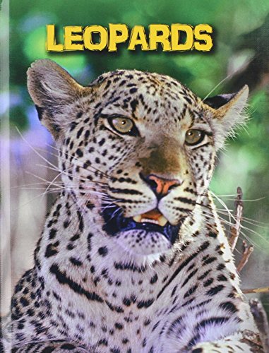 Leopards by Claire Throp