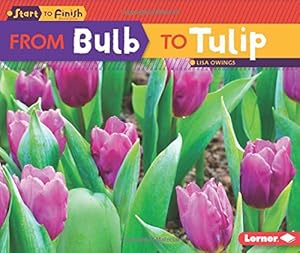 From Bulb to Tulip