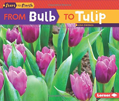 From Bulb to Tulip by Lisa Owings