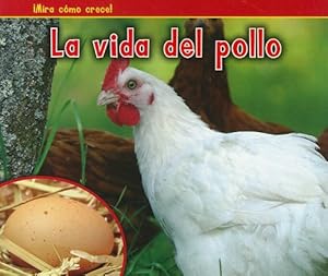 La vida del pollo