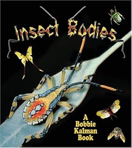 Insect Bodies
