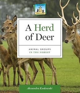 A Herd of Deer: Animal Groups in the Forest