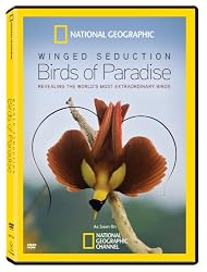 Winged Seduction: Birds of Paradise
