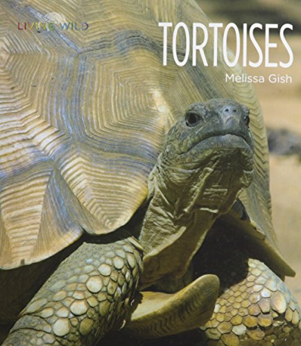 Tortoises by Melissa Gish