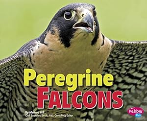 Peregrine Falcons by Melissa Hill 
			
			
		
		
		
       	 
       		
       			,