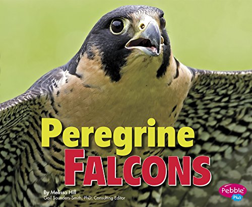 Peregrine Falcons by Melissa Hill 
			
			
		
		
		
       	 
       		
       			,