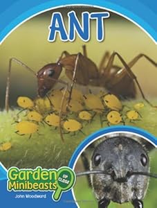 Ant