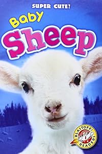 Baby Sheep