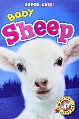 Baby Sheep