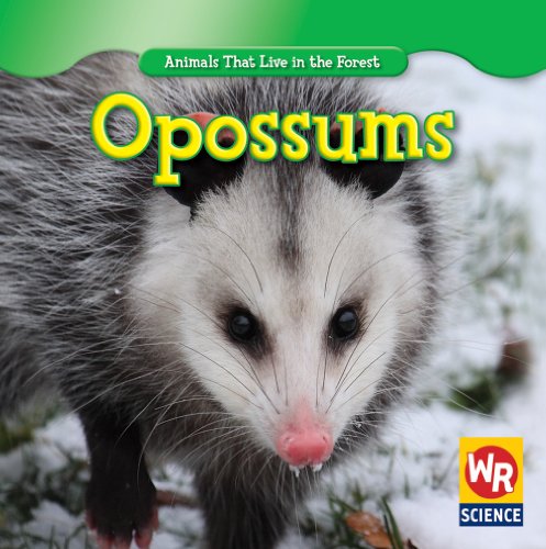 Opossums by JoAnn Early Macken