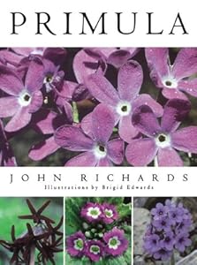 Primula