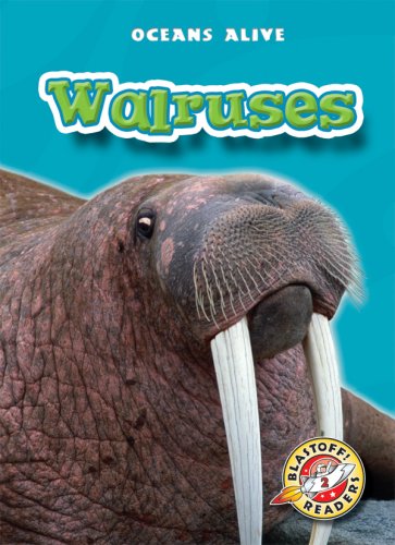Walruses (Blastoff! Readers: Oceans Alive) by Colleen Sexton